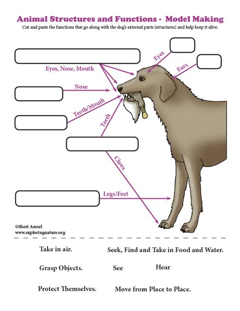 animal's internal support structure figgerits|An animal’s internal support structure Figgerits [ Answers ].